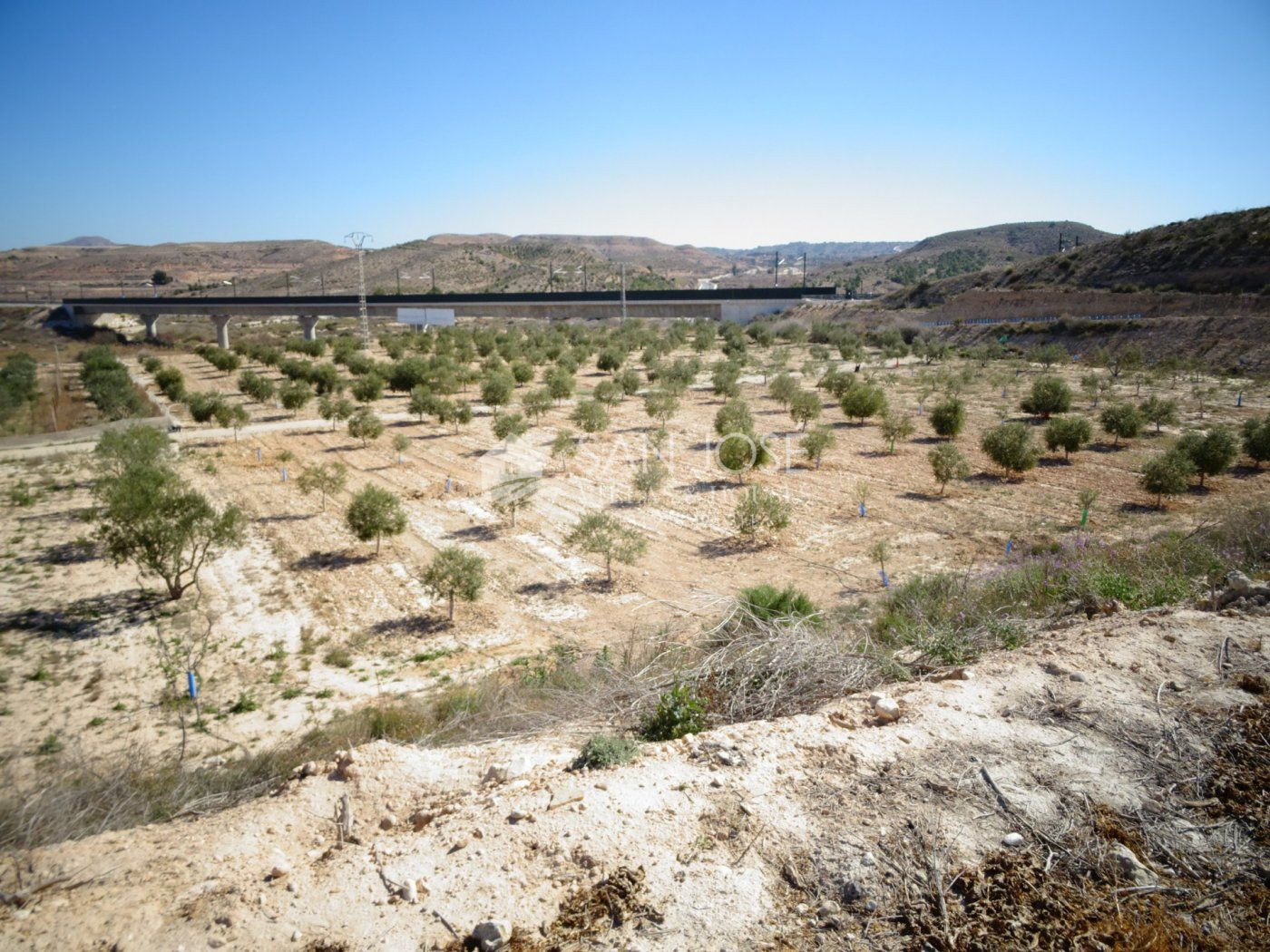 NUEVA PROPIEDAD EN VENTA DE TERRENO PLANTADO DE OLIVERAS CON