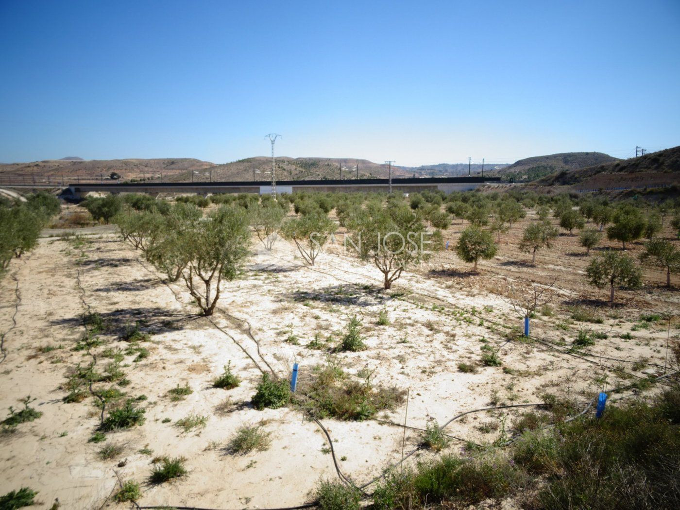 NUEVA PROPIEDAD EN VENTA DE TERRENO PLANTADO DE OLIVERAS CON - foto 2
