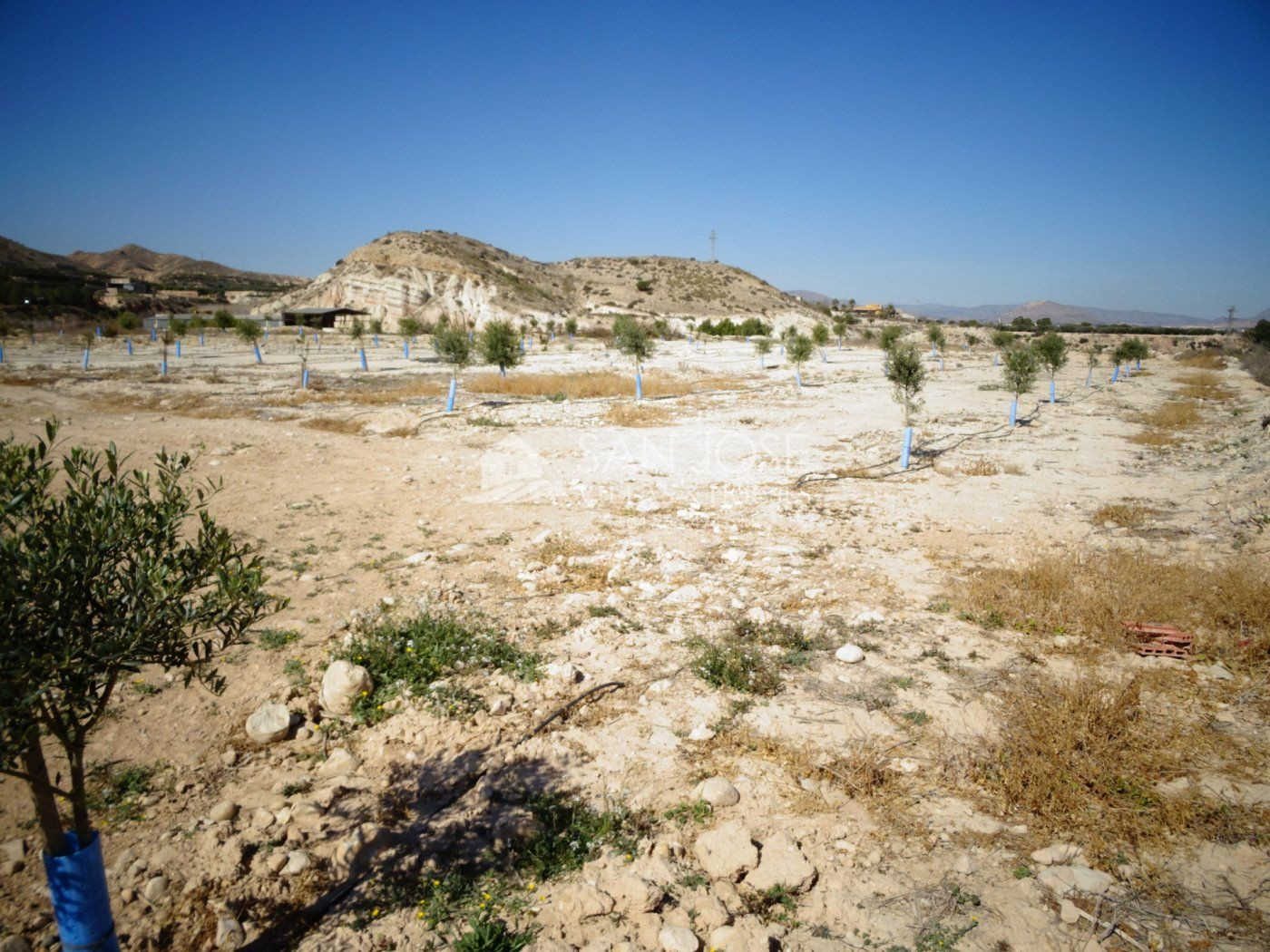 NUEVA PROPIEDAD EN VENTA DE TERRENO PLANTADO DE OLIVERAS CON - foto 3