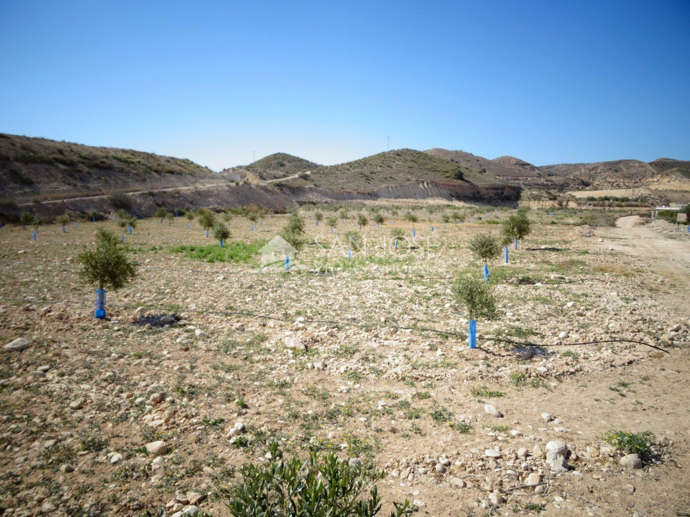 NUEVA PROPIEDAD EN VENTA DE TERRENO PLANTADO DE OLIVERAS CON - foto 4