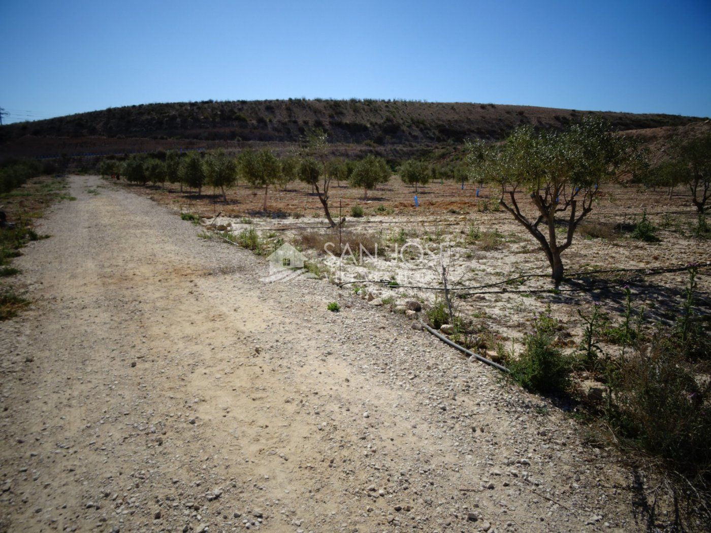 NUEVA PROPIEDAD EN VENTA DE TERRENO PLANTADO DE OLIVERAS CON - foto 5