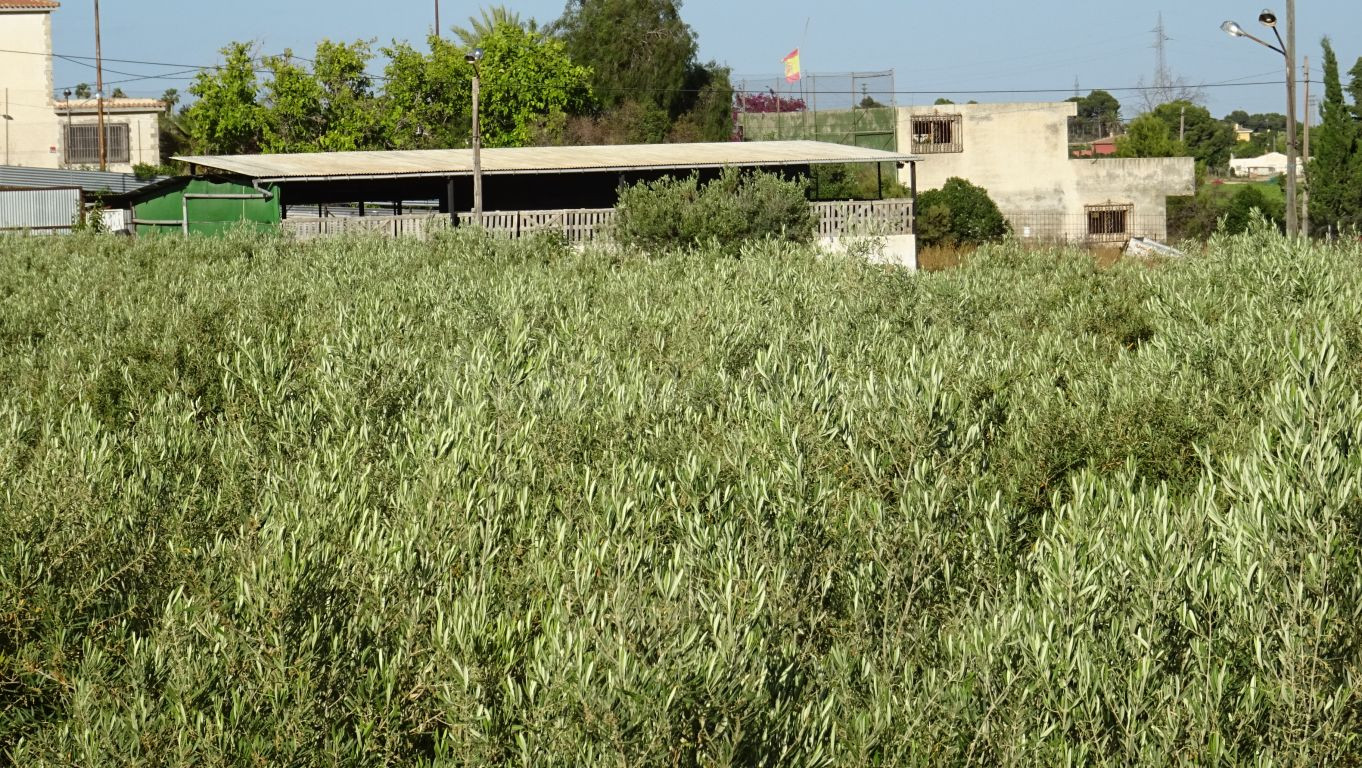 Parcela de 12.000 M2 en Peña Las Águilas, con nave de 260 M2