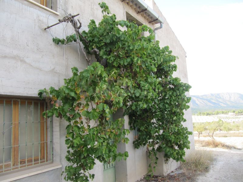 Finca rustica en Salinas con casa semireformada de 300 m2 y  - foto 2