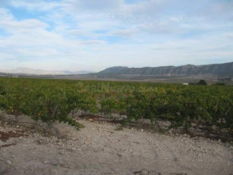 Parcela de 24062 m2 plantada de viña merlot en espaldera.
