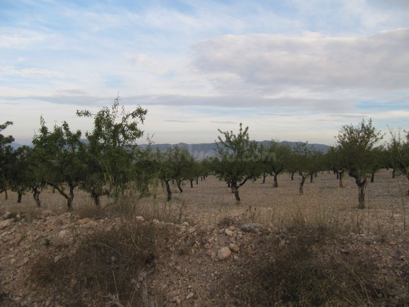 Parcela de 17601 m2 plantada de almendros y a 150 m. del casco urbano.