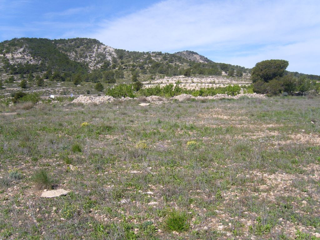 VENTA TERRENO PARA CAMPING PINOSO
