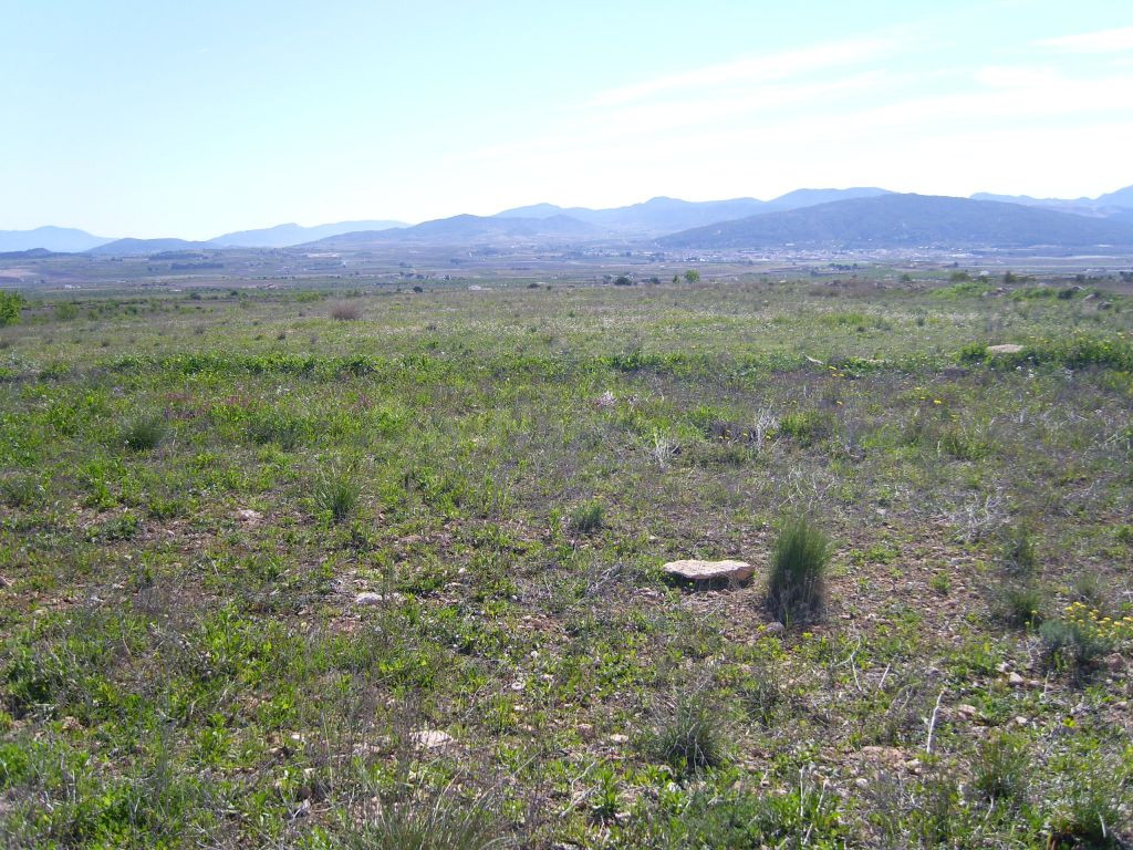 TERRENO EN PINOSO URBANIZABLE DE 150000 METROS