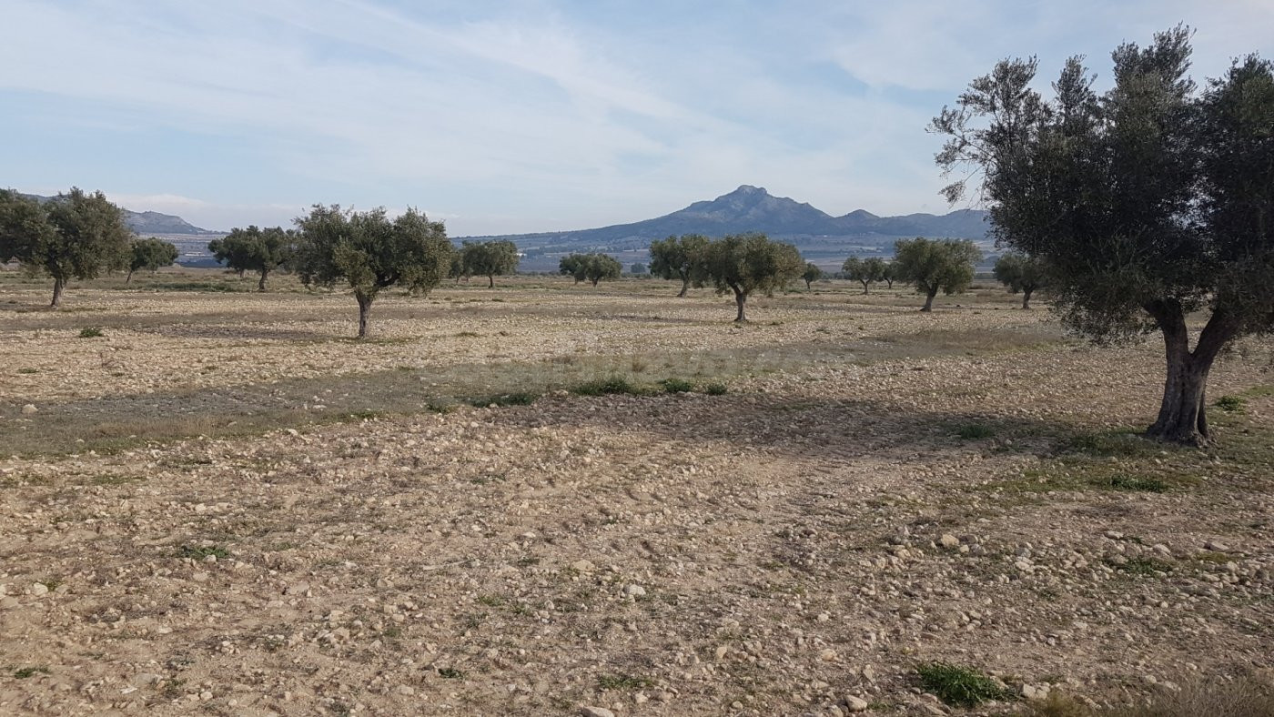 SE VENDE CUATRO PARCELAS EN SALINAS, DOS DE 50.000m Y DOS DE