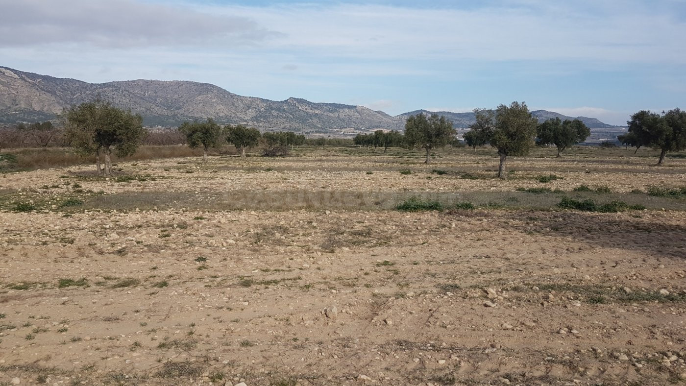 SE VENDE CUATRO PARCELAS EN SALINAS, DOS DE 50.000m Y DOS DE - foto 2