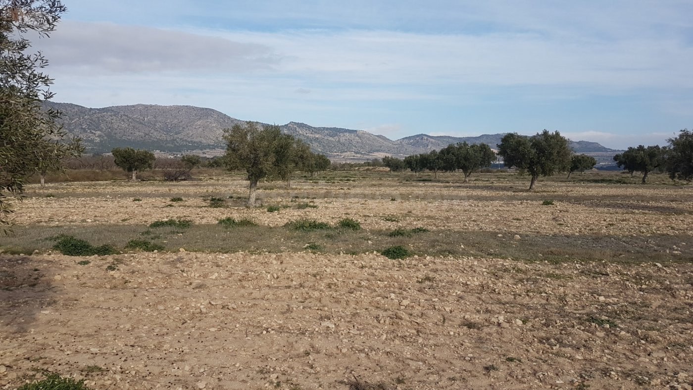 SE VENDE CUATRO PARCELAS EN SALINAS, DOS DE 50.000m Y DOS DE - foto 3