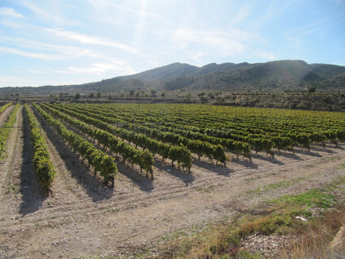 SE VENDE MARAVILLOSA FINCA EN ESPALDERA (MONOVAR) ALICANTE