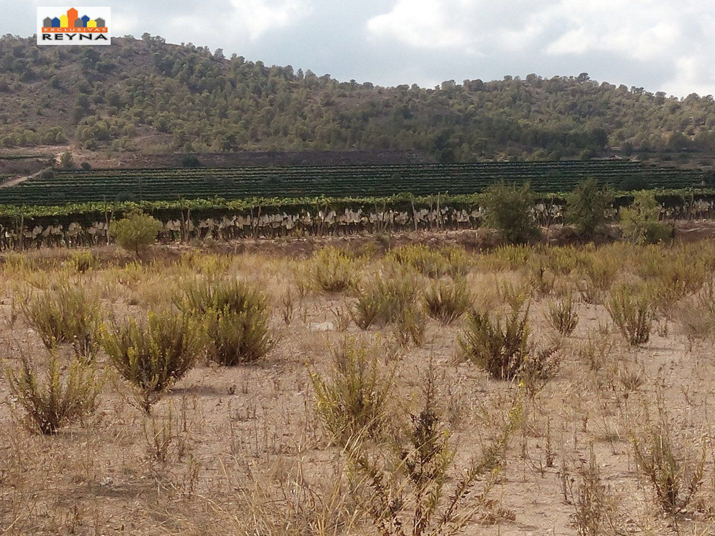 SE VENDE PARCELA RÚSTICA EN LAS AFUERAS DE ASPE IDEAL PARA ACTIVIDAD DE CULTIVO