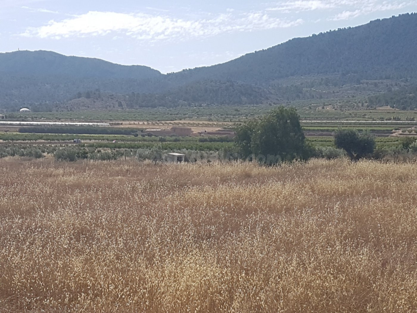Terreno Hondón de los Frailes primera línea con agua por got - foto 5