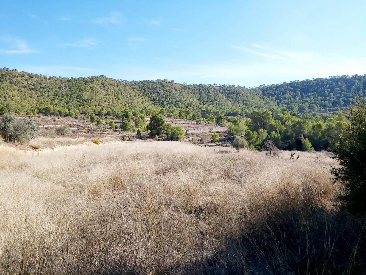 INMOBILIARIA SAN JOSE VENDE TERRENO RURAL EN MONOVAR ZONA LA ROMANETA