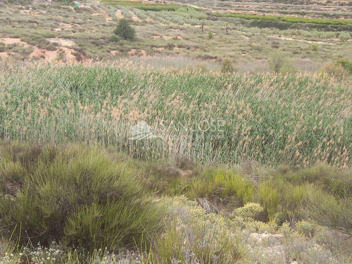 VENTA DE DE PARCELA EN NOVELDA , RÚSTICO AGRARIO DE SECANO