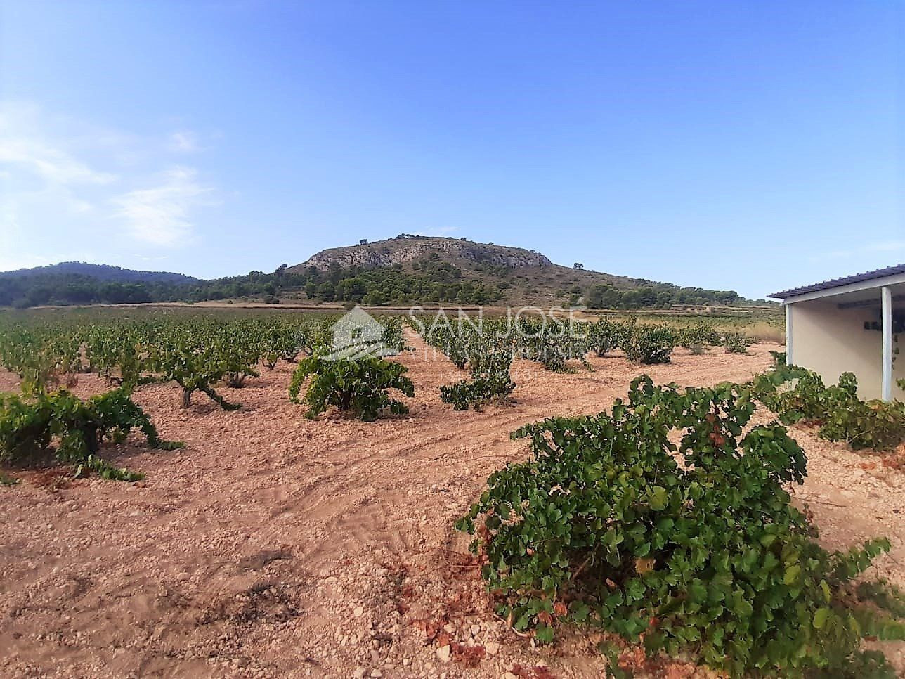 SE VENDE PARCELA EN PRODUCCION DE VIÑA MONASTRELL CON CASA, ALGUEÑA, ABANILLA, CASA VITIA