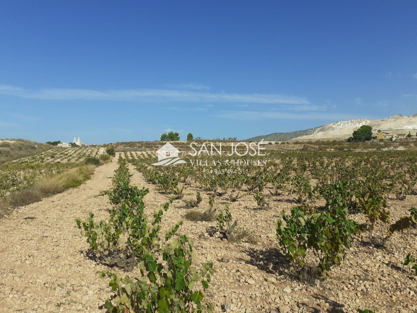 SE VENDE PARCELA EN PRODUCCION DE VIÑA MONASTRELL , ALGUEÑA