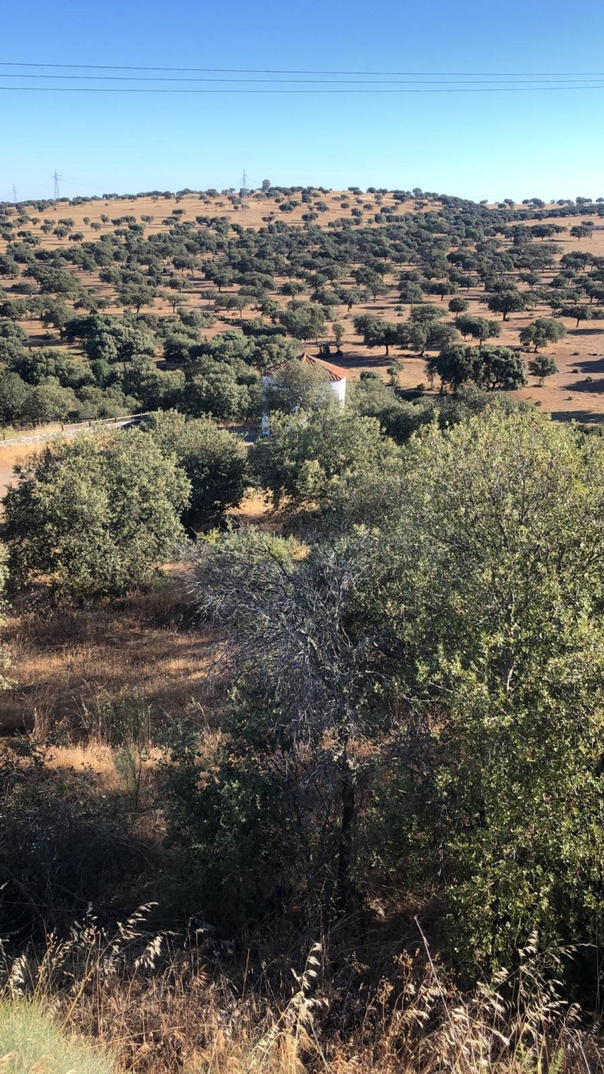 FINCA EN VALVERDE DE LEGANES - foto 5