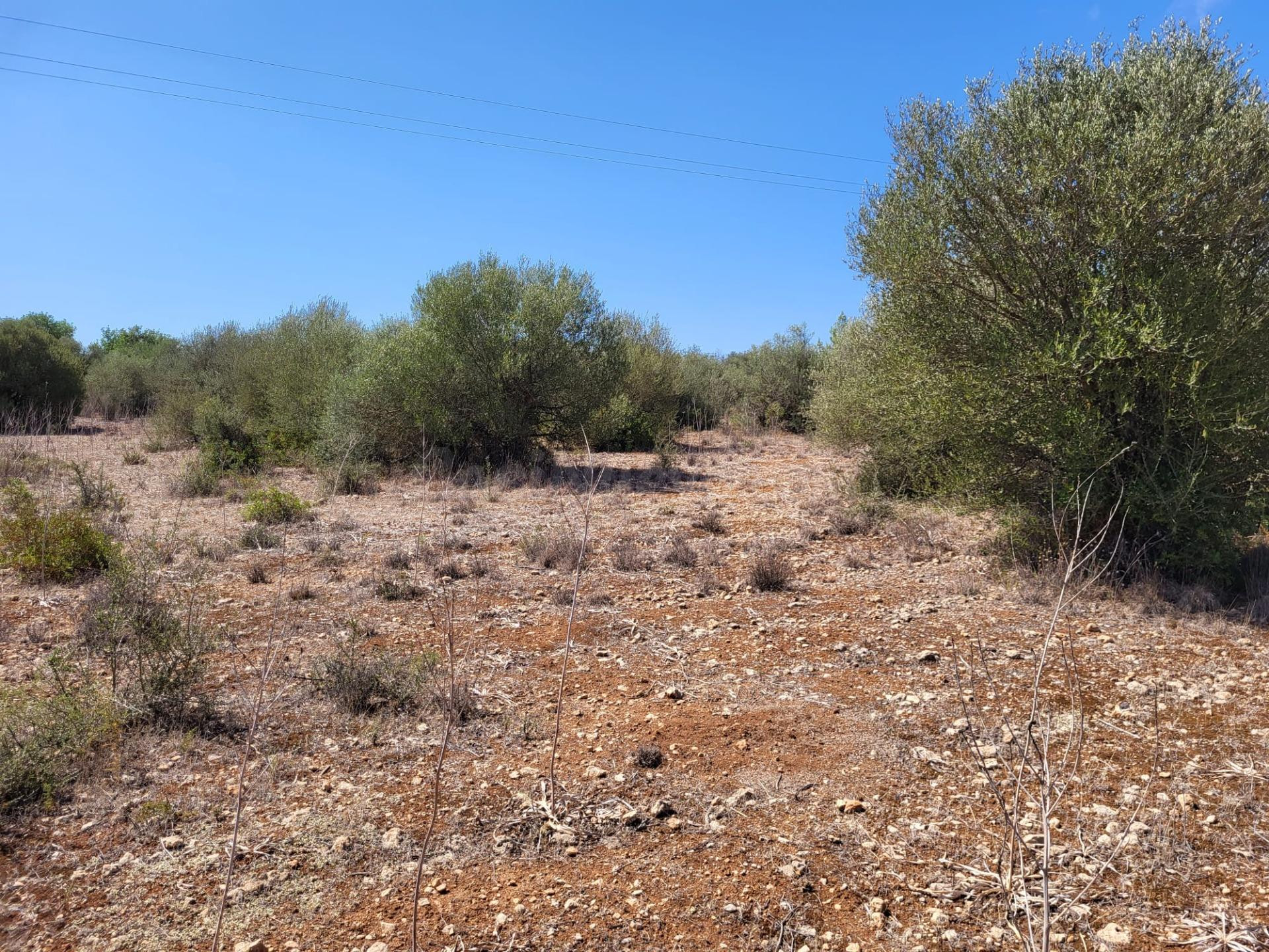 Terreno urbanizable en Sencelles