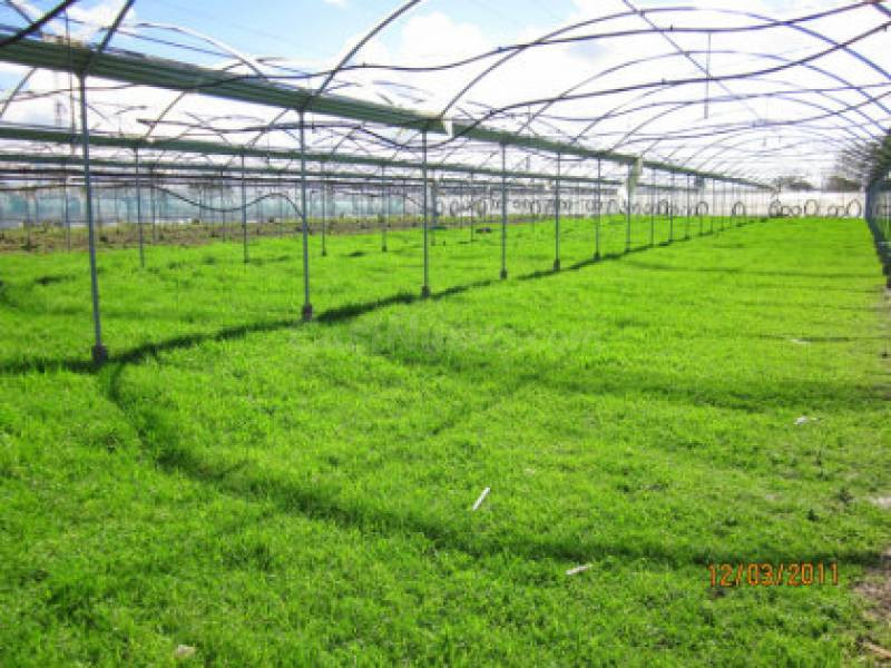 Parcela en venta en Chipiona Parcela chipiona