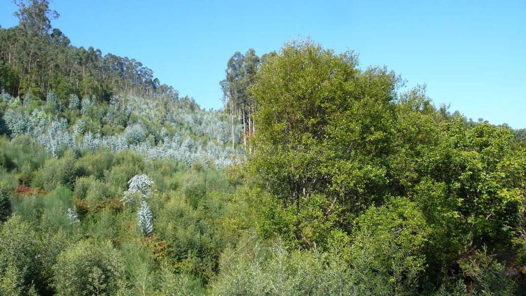 Finca no urbanizable - foto 4