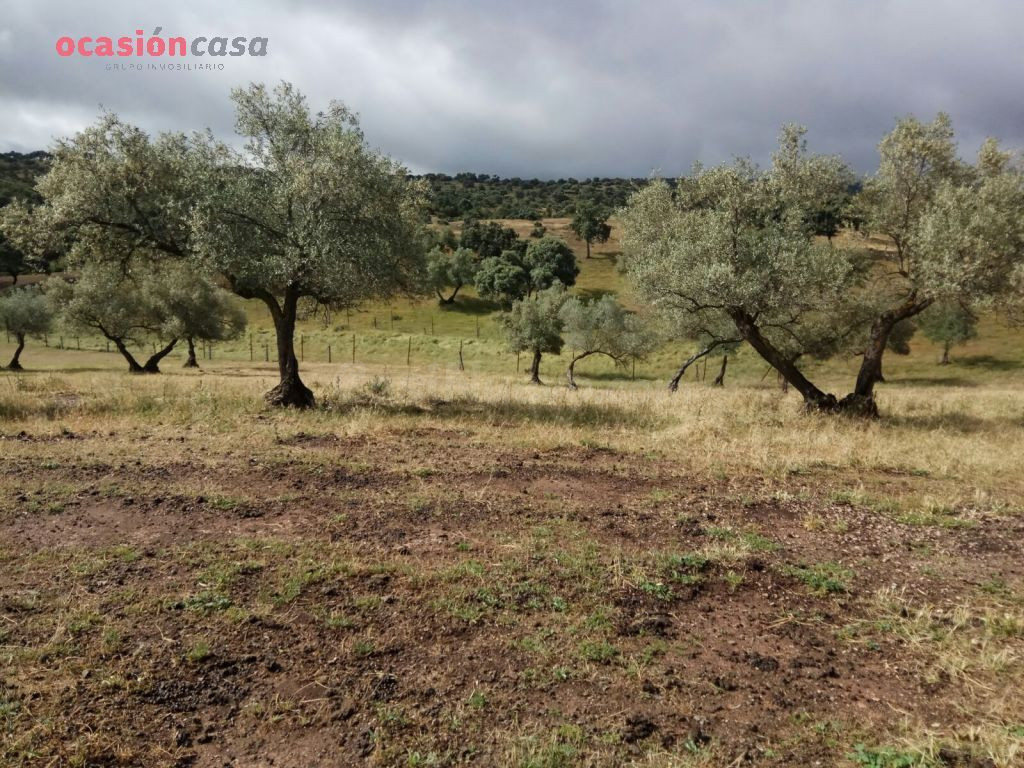 finca de olivos con sondeo