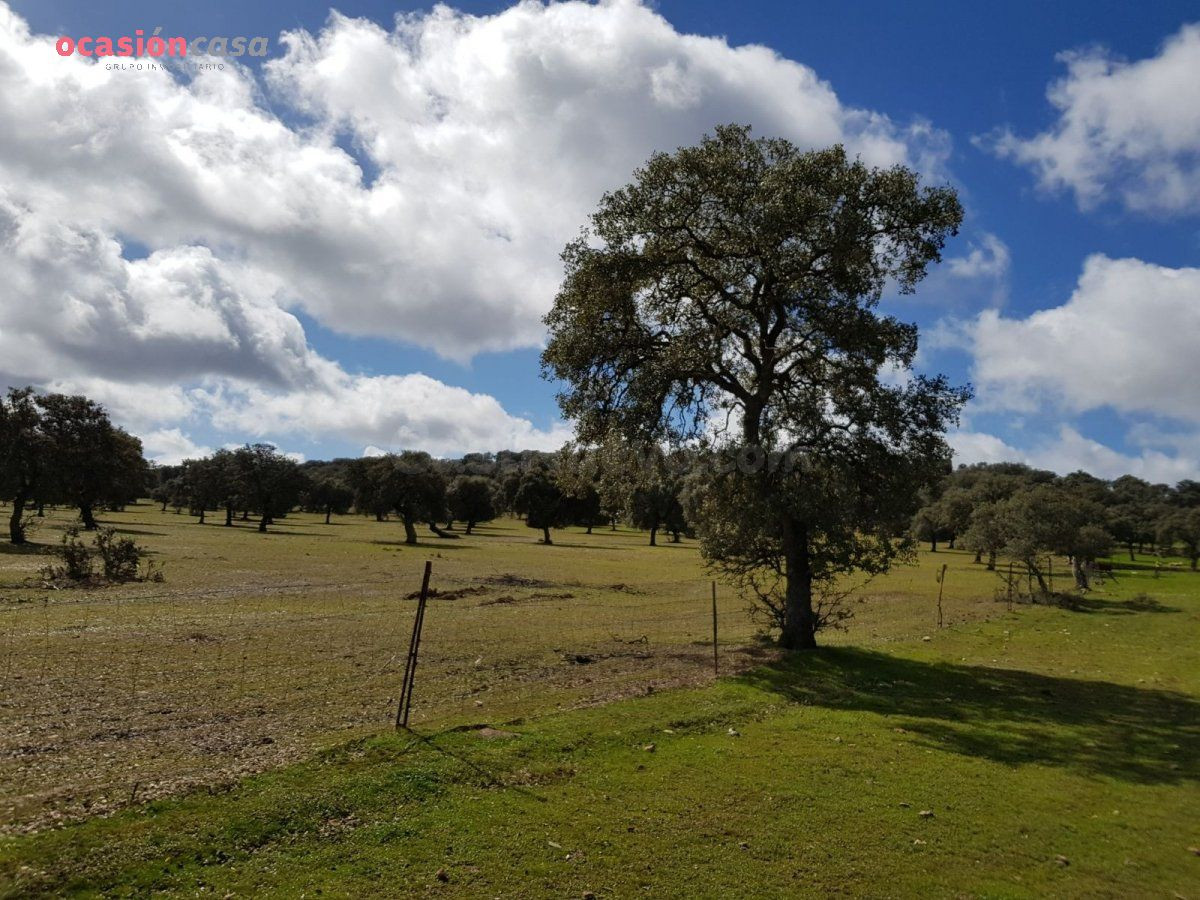 FINCA DE ENCINAS CON CORTIJO Y NAVES - foto 3