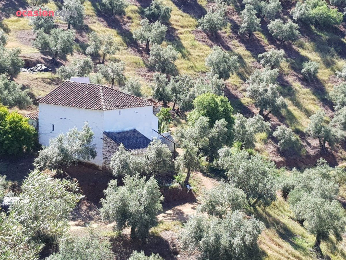 FINCA DE OLIVOS CON CORTIJO,NAVES Y MUCHA AGUA