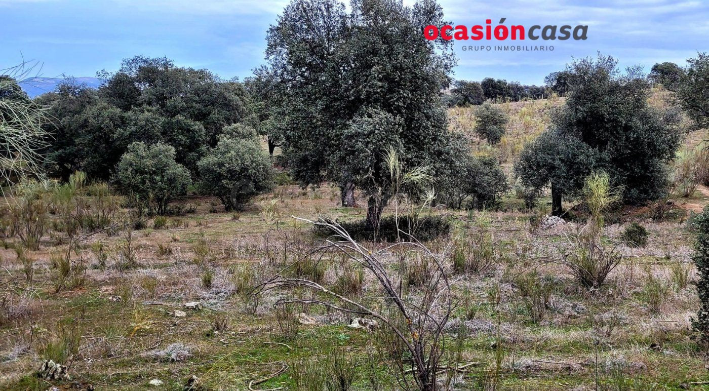 ENCINAR EN VENTA EN LOS PEDROCHES - foto 4
