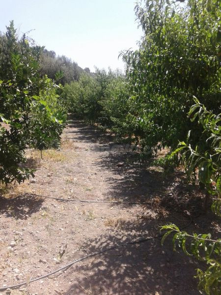 TERRENO CON CORTIJO EN VALOR - foto 2