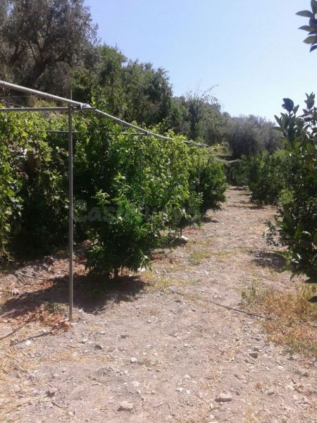 TERRENO CON CORTIJO EN VALOR - foto 3