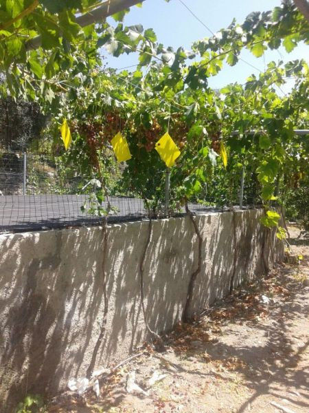 TERRENO CON CORTIJO EN VALOR - foto 4