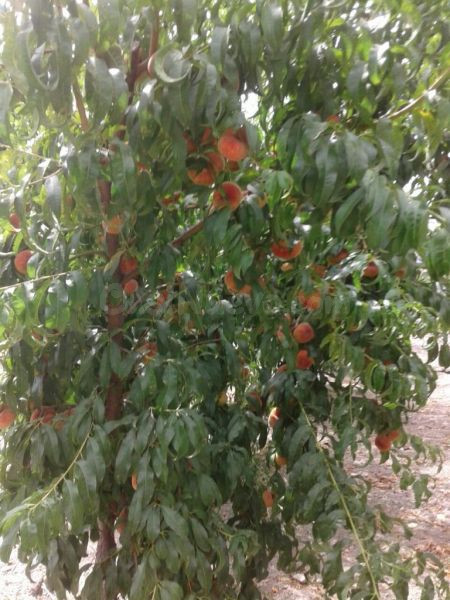 TERRENO CON CORTIJO EN VALOR - foto 5