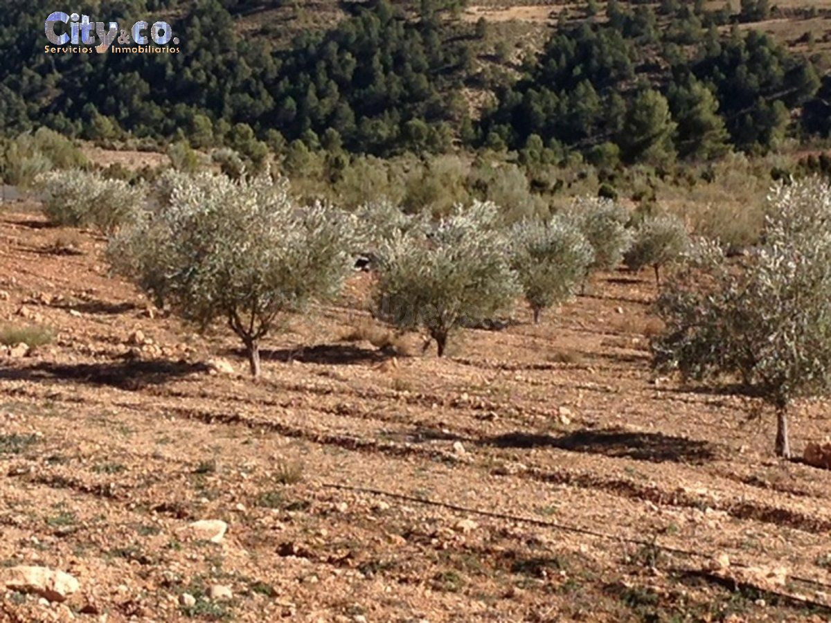 FINCA VENTA en NERPIO - foto 4