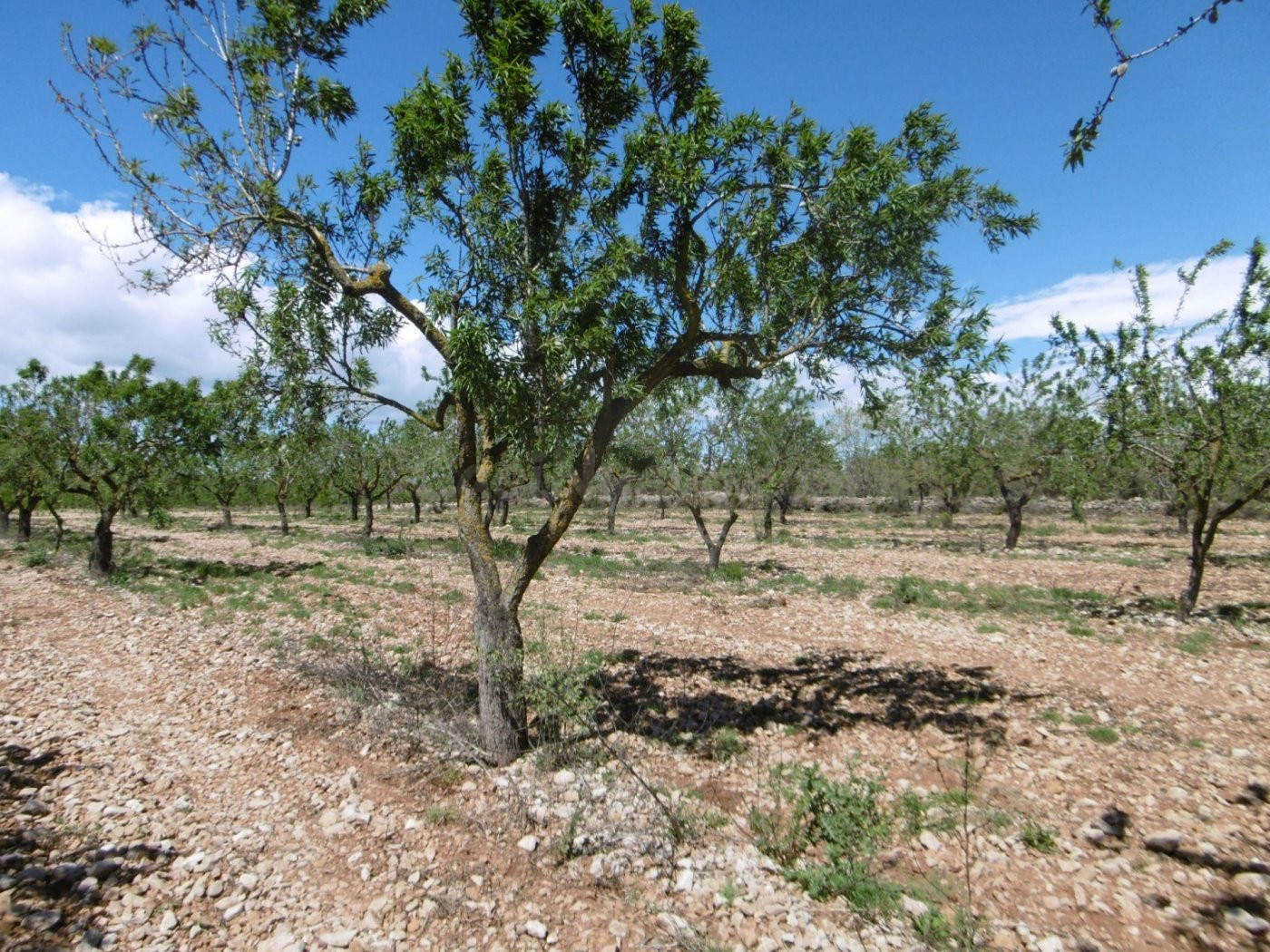 TERRENO EN VENTA CON BUEN ACCESO, LUZ Y AGUA CERCA - foto 3