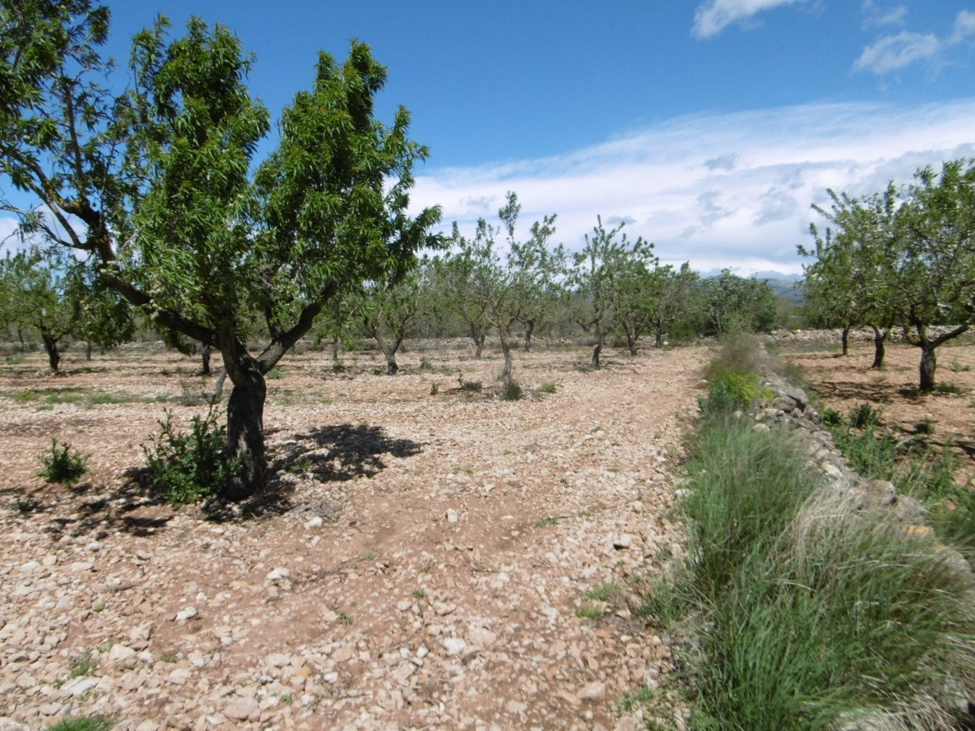 TERRENO EN VENTA CON BUEN ACCESO, LUZ Y AGUA CERCA - foto 4