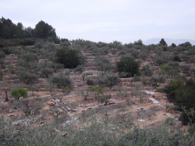 FINCA RUSTICA CON OLIVOS Y BUENAS VISTAS