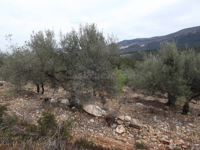 FINCA RUSTICA CON OLIVOS Y BUENAS VISTAS - foto 2