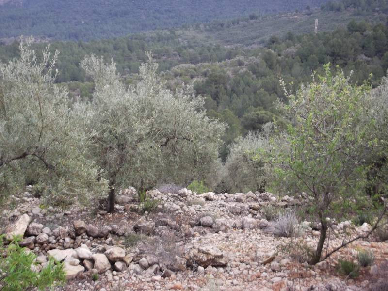 FINCA RUSTICA CON OLIVOS Y BUENAS VISTAS - foto 3
