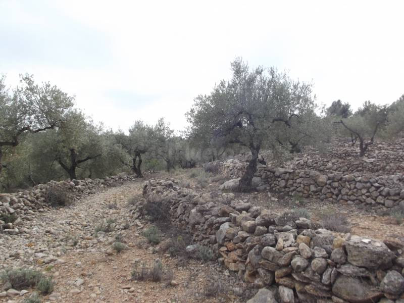 FINCA RUSTICA CON OLIVOS Y BUENAS VISTAS - foto 4
