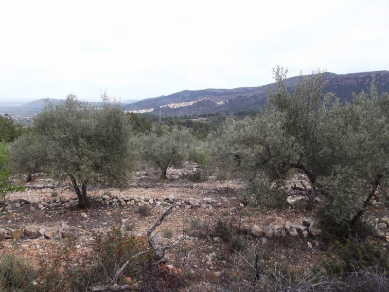 FINCA RUSTICA CON OLIVOS Y BUENAS VISTAS - foto 5