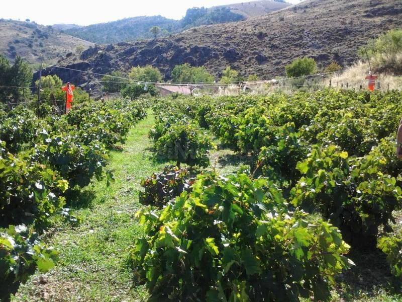 CORTIJO de nueva construcción en venta - foto 2