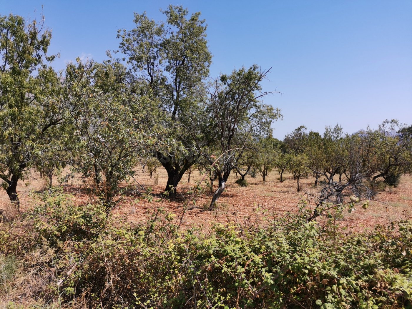 PARCELA RUSTICA EN ORBA - foto 4