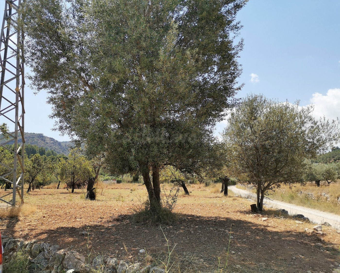 PARCELA RUSTICA EN ORBA MUY CERCA DEL PUEBLO - foto 5