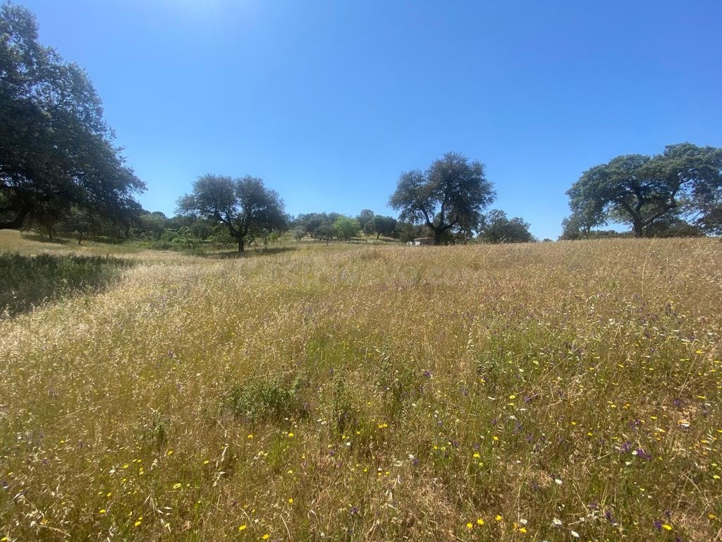 VENTA PARCELA CAMPOMANES
