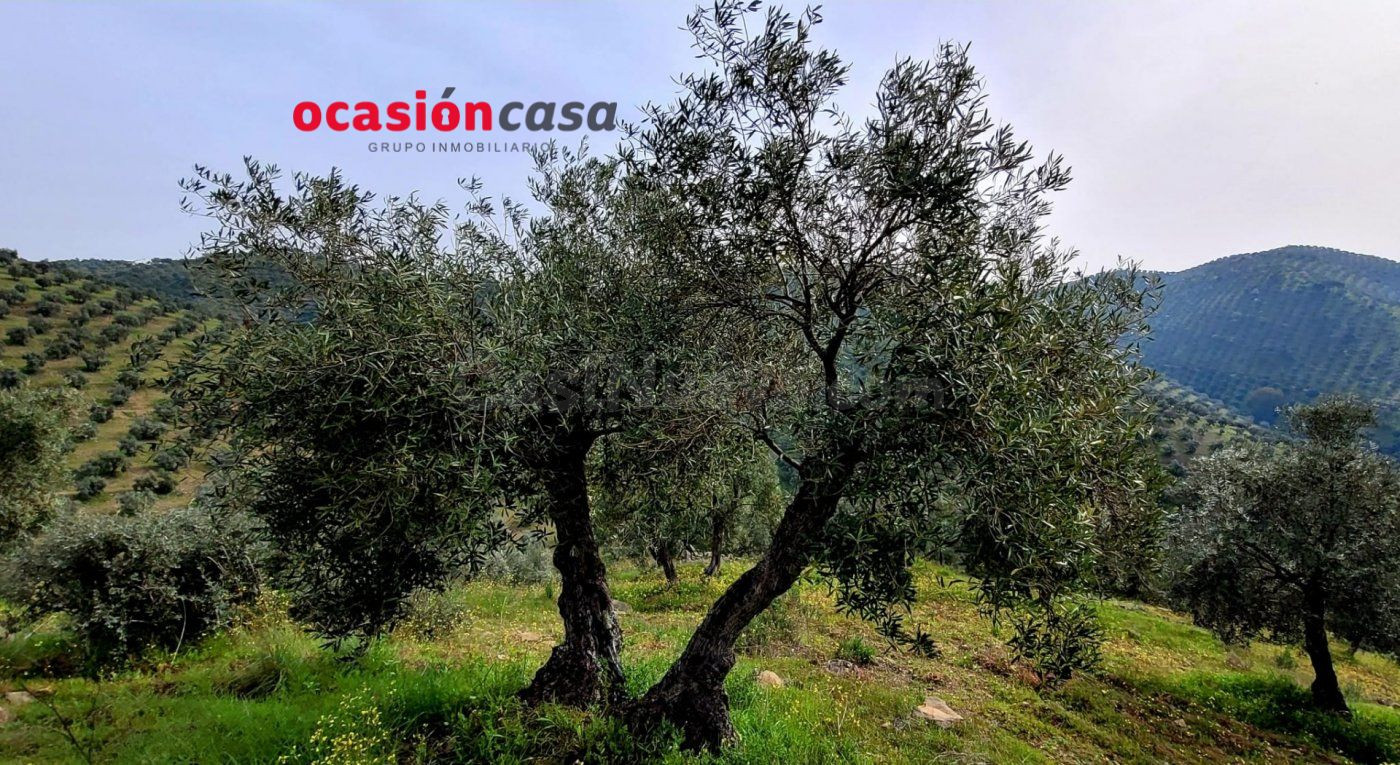 OLIVAR EN VENTA