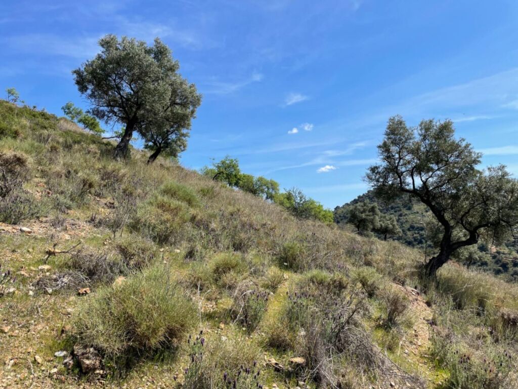 Terreno de 33.000m en venta - foto 23