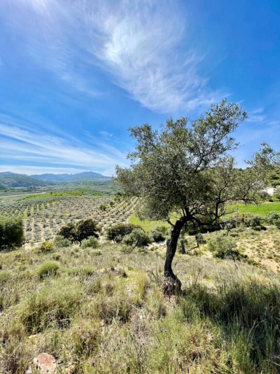 Terreno de 33.000m en venta - foto 28