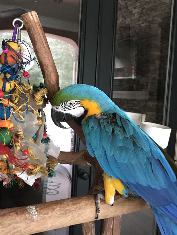 Regalo loros yacos papiloros hembra y macho