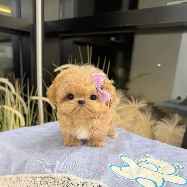 mini 4 Regalo Caniche toy disponibles para adopcin(+34634683995)